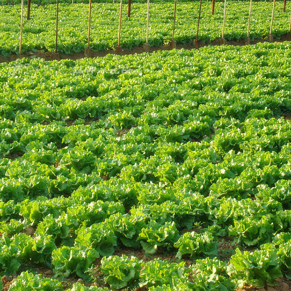 Egrow 40Pcs/Bag Italian Lettuce Seeds Green Healthy Vegetable Seeds Four Seasons Super Easy to Grow