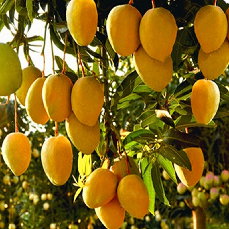 Egrow 1pc Edible Mango Fruit Seeds Garden Courtyard Outdoor Plants Mango Tree Seed