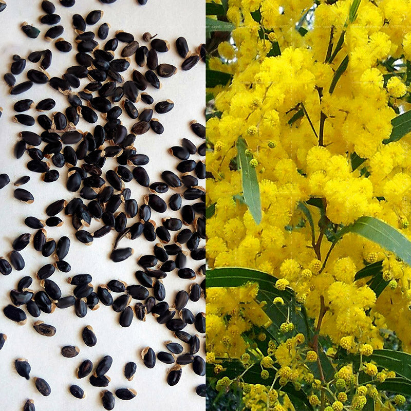 Egrow 20Pcs/Pack Golden Mimosa Seeds Garden Plants Acacia Baileyana Yellow Wattle Tree Flower Seeds