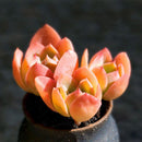 Egrow 100 Pcs/Pack Red Succulent Seeds Home Garden DIY Potted Flower Seed Ornamental Plants