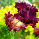 Egrow 100PCS/Bag Iris Orchids Seeds Rare Mixed Iris Bonsai Orchids Indoor Plants Beautiful Home Garden Planting Bonsai