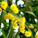 Egrow 20Pcs/Pack Golden Mimosa Seeds Garden Plants Acacia Baileyana Yellow Wattle Tree Flower Seeds