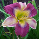 Egrow 50 Pcs/Pack Daylily Seeds Daylily Flowers Hemerocallis Lily Indoor Bonsai Flower Perennial Plant for DIY Home Garden Supplies