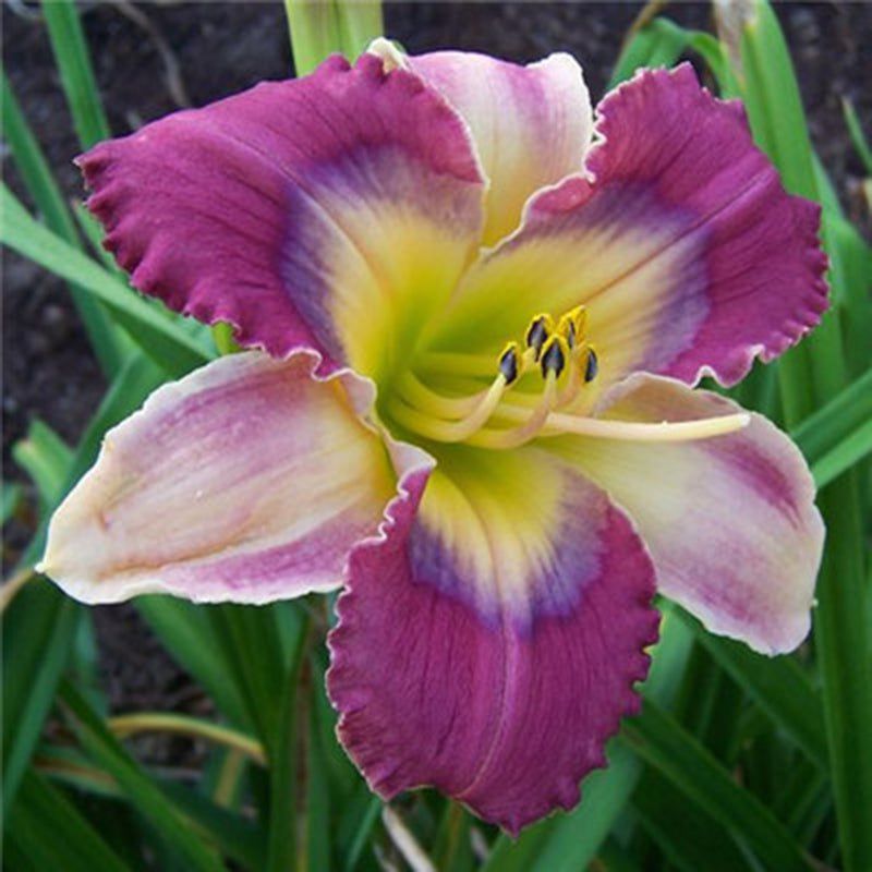 Egrow 50 Pcs/Pack Daylily Seeds Daylily Flowers Hemerocallis Lily Indoor Bonsai Flower Perennial Plant for DIY Home Garden Supplies