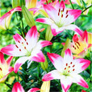 Egrow 50 Pcs/Pack Lily Seeds Lily Bulbs Flower Bulbs Perennials Lelies Exotic Indoor Plants Flower Bulbs Garden Bulbos