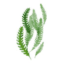 Frameless Rock fern Green Leaf Oil Painting Numbers DIY Digital Coloring Wa X7O4