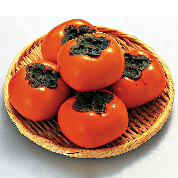 Egrow 30 Pcs/Pack Persimmon Tree Seeds Diospyros Kaki Fruit Seed Home Garden Bonsai Plants