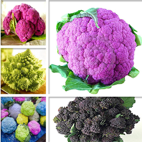 Egrow 100 Pcs/Pack Cauliflower Seeds Vegetable Broccoli Bonsai Balconies Cabbage Cauliflower Terraces Small Planting Rapebonsai