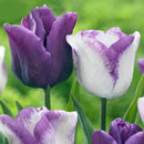 Egrow 50Pcs/Pack Colorful Tulip Seeds Garden Perennial Potted Tulip Flower Plants