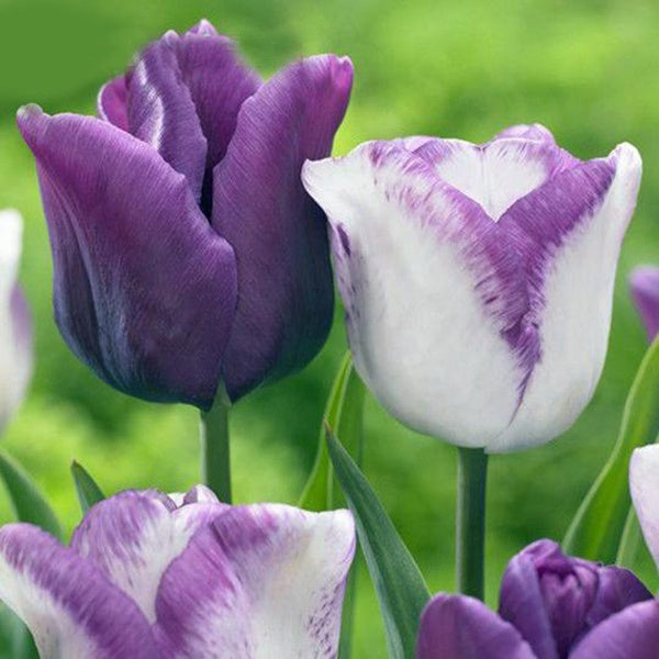 Egrow 50Pcs/Pack Colorful Tulip Seeds Garden Perennial Potted Tulip Flower Plants