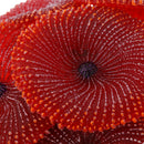 Artificial Aquarium Fish Tank Decoration Coral Sea Plant Ornament Silicone  O6Y3