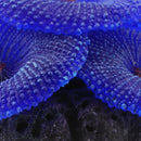 Artificial Aquarium Fish Tank Decoration Coral Sea Plant Ornament Silicone  N8F1