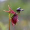 Egrow 100Pcs/Pack Caleana Major Flying Duck Orchid Seeds Garden Potted Decor Flowers Plants Seeds