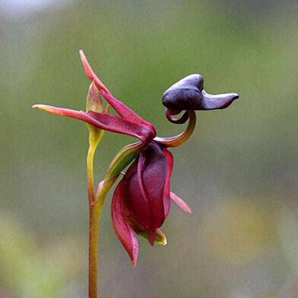 Egrow 100Pcs/Pack Caleana Major Flying Duck Orchid Seeds Garden Potted Decor Flowers Plants Seeds