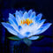 Egrow Lotus Flower Seeds Aquatic Plants Bonsai Lotus Seeds Perennial Plant for Home Garden