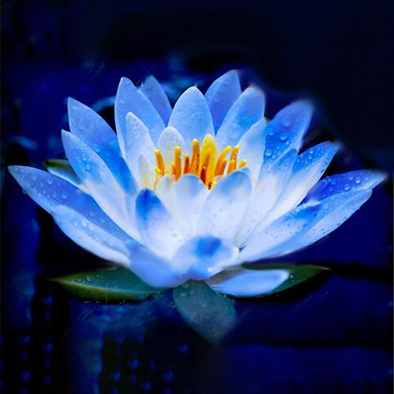 Egrow Lotus Flower Seeds Aquatic Plants Bonsai Lotus Seeds Perennial Plant for Home Garden