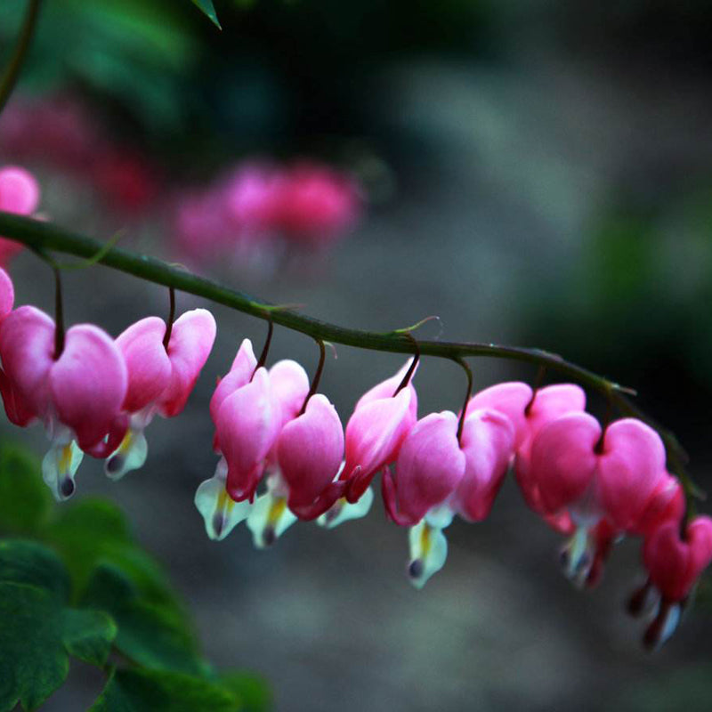 Egrow 10Pcs Dicentra Spectabilis Seeds Bleeding Heart Garden Plant Heart-Shaped Flowers