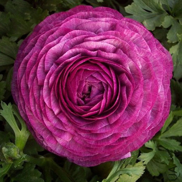 Egrow 50Pcs/Pack Ranunculus Asiaticus Seeds Garden Persian Buttercup Seeds DIY Bonsai