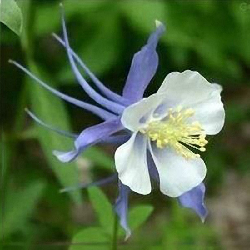 Egrow 10Pcs Fuchsia Lanterns Flower Seeds Garden Balcony Begonia Bell Pot Flower Seeds