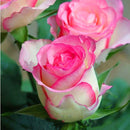 Egrow 100Pcs/Pack White Edge Rose Seeds Indoor Balcony Decoration Bonsai Potted Rose Flower Seeds