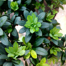 Egrow 40 Pcs/Pack Podocarpus Seeds Podocarpus Macrophyllus Tree Plant Home Garden Plant