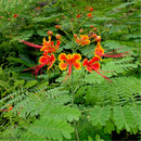 Egrow 20Pcs/Pack Caesalpinia Seeds Caesalpinia Pulcherrima Tree For Home Garden Decoration