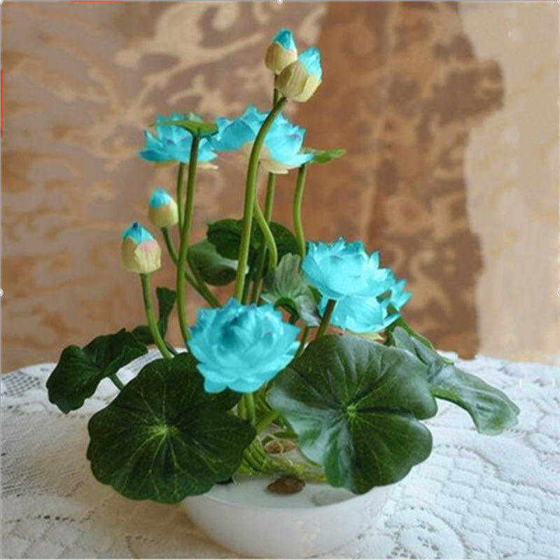 10 pcs/pack Bowl Lotus Seed Hydroponic Plants Aquatic Plants Flower Seeds P