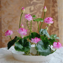 10 pcs/pack Bowl Lotus Seed Hydroponic Plants Aquatic Plants Flower Seeds P