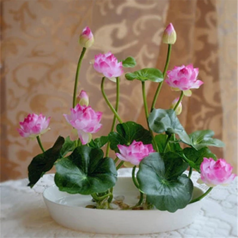 10 pcs/pack Bowl Lotus Seed Hydroponic Plants Aquatic Plants Flower Seeds P