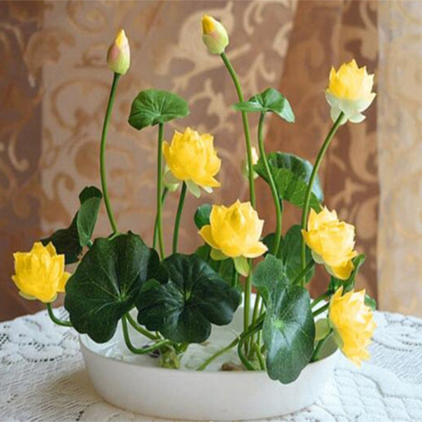 10 pcs/pack Bowl Lotus Seed Hydroponic Plants Aquatic Plants Flower Seeds P