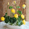 10 pcs/pack Bowl Lotus Seed Hydroponic Plants Aquatic Plants Flower Seeds P