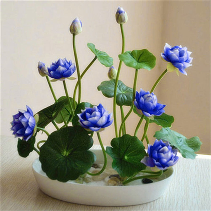 10 pcs/pack Bowl Lotus Seed Hydroponic Plants Aquatic Plants Flower Seeds P