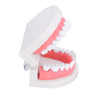 1:1 Human Dental Model Teeth Open Close Model Gingiva Visible Anatomic Demonstration Teeth Brush Flossing Teaching Medical Model