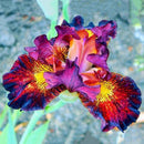 Egrow 100PCS/Bag Iris Orchids Seeds Rare Mixed Iris Bonsai Orchids Indoor Plants Beautiful Home Garden Planting Bonsai