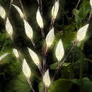 Solar Powered Waterproof 60 LED Branch Tree Leaf Garden Lawn Light Outdoor Landscape Lamp