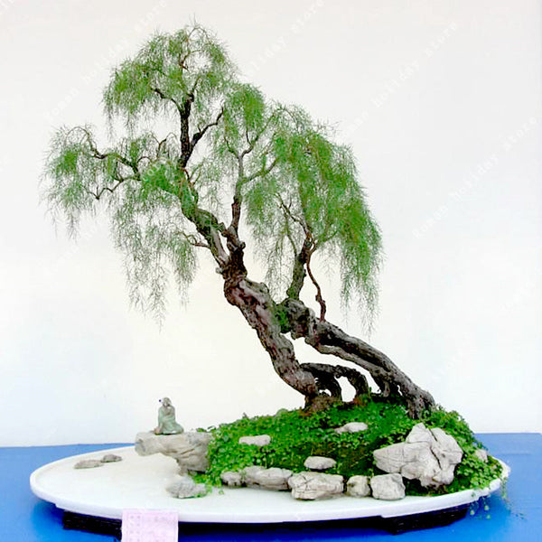 Egrow 20Pcs/Pack  Willow Seeds Willow Tree Plant Bonsai Hardy Exotic Species Fast Growing Garden Plants Perennial Evergreen Plants