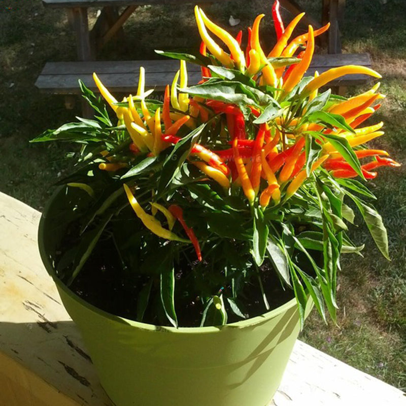 Egrow 100Pcs/Pack Pepper Seeds Hot Chilli Pepper Capsicum Vegetable Bonsai Plants for Home And Garden