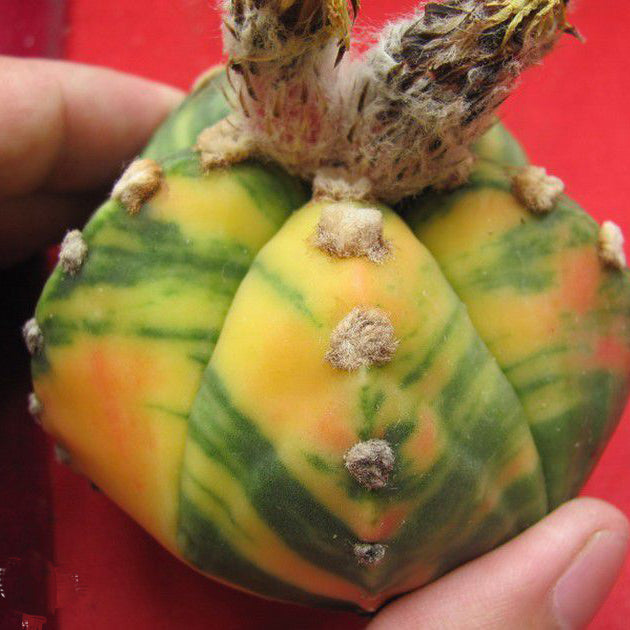 Egrow 10Pcs Yellow Cactus Seeds Meaty Plant Seeds Mini Succulent Bonsai Plants Seeds For Home Garden