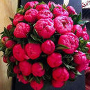 Egrow 10Pcs/Pack Chinese Peony Flower Seeds Perennial Paeonia Suffruticosa Bonsai Plants Home Garden Plants