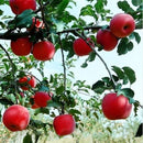 Egrow 50 Pca/Pack Red-Fleshed Apple Seeds Redlove Apple Fruit Tree Seed Garden Planting