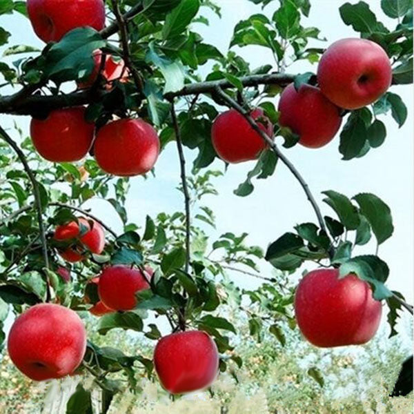 Egrow 50 Pca/Pack Red-Fleshed Apple Seeds Redlove Apple Fruit Tree Seed Garden Planting