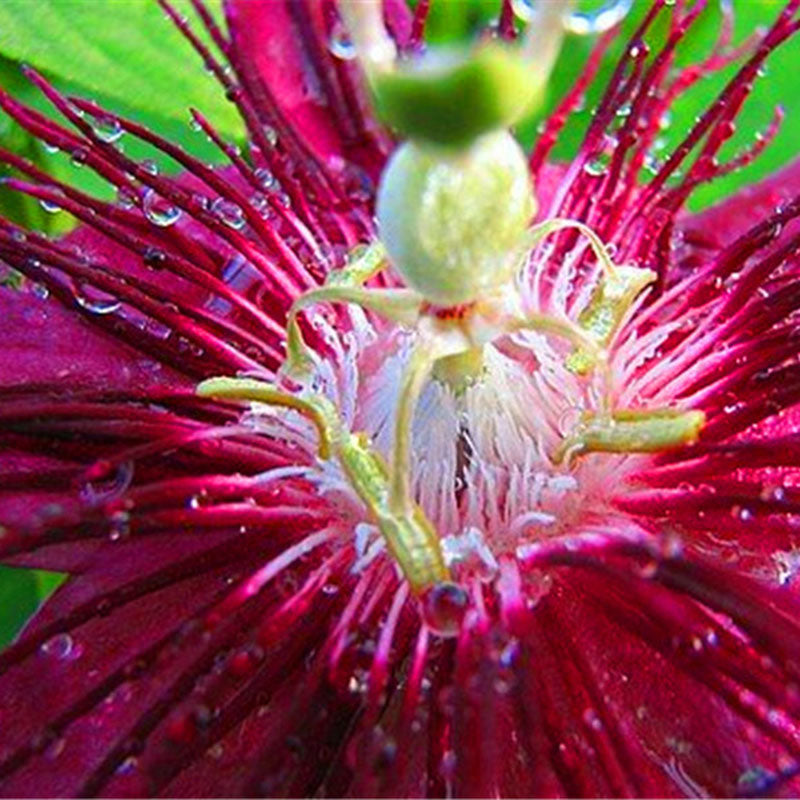 Egrow 100Pcs/Pack Passiflora Seeds Flower Flores Vine Fruit Passiflora Bonsai Plant Plantas DIY Home Garden