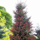 Egrow 50PCS/Pack Cedar Seeds Spruce Tree Seedling Rare Tree Bonsai Plant JAPANESE Cedar Home Garden Bonsai