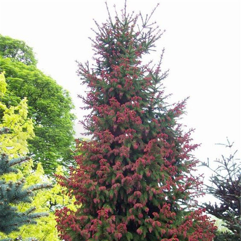 Egrow 50PCS/Pack Cedar Seeds Spruce Tree Seedling Rare Tree Bonsai Plant JAPANESE Cedar Home Garden Bonsai