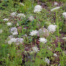 Egrow 200 Pcs/Pack Cnidium Monnieri Seeds Fructus Cnidium Home Garden Decoration