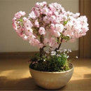 Egrow 50 Pcs/Pack Sakura Seeds Rare Sakura Cherry Blossom For Garden Flower Bonsai Tree Indoor Flowers Plants