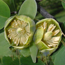 Egrow 50Pcs/Bag Magnoliaceae Flower Seeds Ornamental Plant Liriodendron Chinense Bonsai Seeds