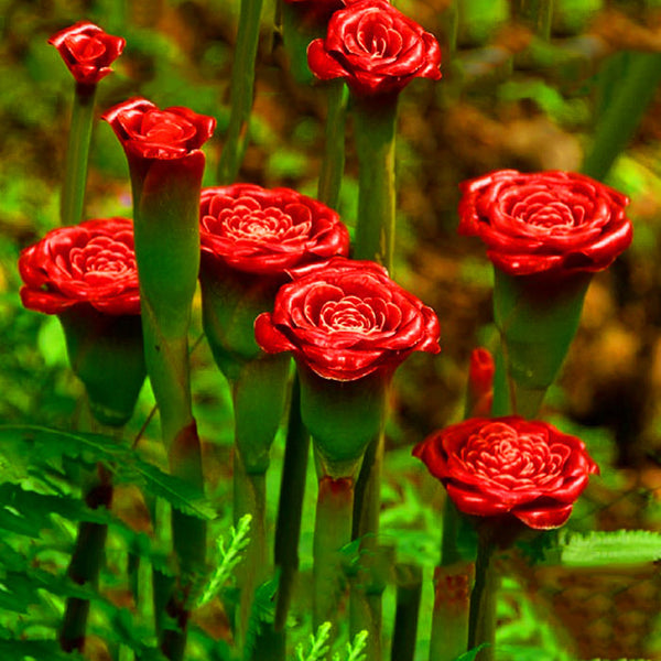 Egrow 100Pcs/Pack Carnation Seeds Red Carnation Red Up Lamp Bulb Perennial Flower Garden Bonsai Fragrant Flower