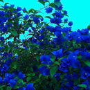 Egrow 100 Pcs/Pack Bougainvillea Seeds Unique Blue Bougainvillea Spectabilis Garden Perennial Bonsai Plant Flower Plantas