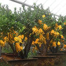 Egrow 30 Pcs/Pack Citrus Medica Seeds Citrus Medica Sarcodactylis Tree Citron Bergamot Tree